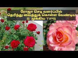 Rose Plant Growing Tips In Tamil