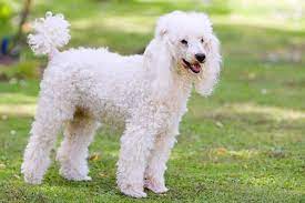 how big do toy poodles get know your