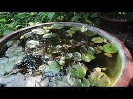Patio Water Garden In A Container
