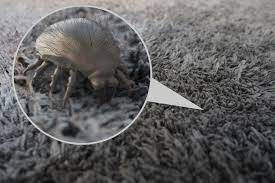 Dust Mites In Your Mattress