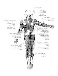 To see a muscular system picture from the anterior (front) view click here. Basic Muscle Chart Free Download