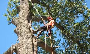 Less than 5 years request stage. Tree Service Atlanta Ga Tree Trimming Removal Arbor Tree Care