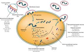 It affects the lungs and its bronchioles (smaller passageways that carry air to the lung). The Future Of Respiratory Syncytial Virus Disease Prevention And Treatment Springerlink