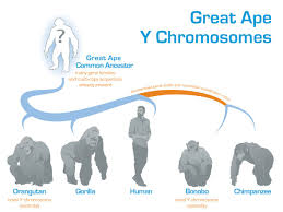 y chromosome in great apes deciphered