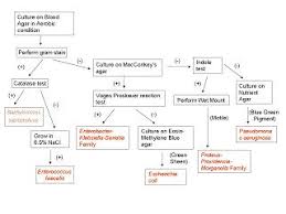 26 List Of Top Bacteria Identification Flow Chart Images
