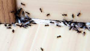 Ameisen im garten sind zum beispiel auf staudengewächsen nicht unmittelbar schädlich. Warum Kommen Ameisen Ins Haus Und Wie Kann Ich Sie Vertreiben Web De