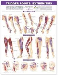 Details About Trigger Point Extremities Paper Poster 66x51cm Anatomical Chart New Education