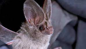 18 california leaf nosed bat facts