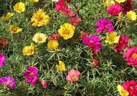 portulaca plants guide how to plant