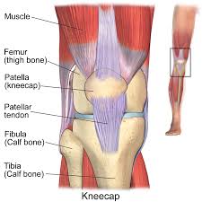 A tendon is thick elastic tissue that connects muscle to bone. Patellar Tendinitis A Condition Of Many Names
