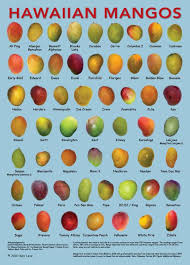 Mangoes Of Hawaii Chart Mango Varieties Mango Mango Fruit
