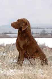 Chesapeake Bay Retriever Lab Mix All You Need To Know