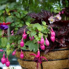 how to keep hanging baskets moist