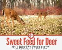will-deer-eat-sweet-feed-for-horses