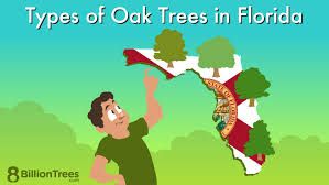 15 types of oak trees in florida