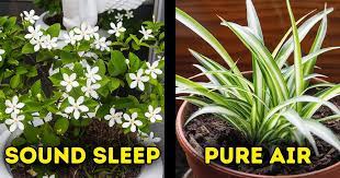 Best Indoor Plants 15 Plants That Are