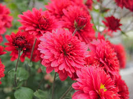 Red Flowers Names With Pictures In India