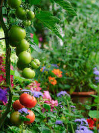 edible landscaping growing your own