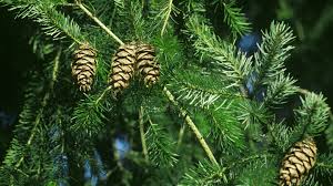 If fir is being used in a gamemode where counterattacking ranged foes is not a concern, she can also opt for warding breath and mirror stance 3 a healing special is preferred to maximize fir's sustain. Douglas Fir Pseudotsuga Menziesii Woodland Trust