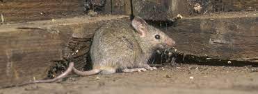 Mice Okil Tanzania