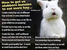 pet bunny rabbits