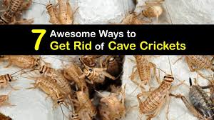 Get Rid Of Cave Crickets Incredible