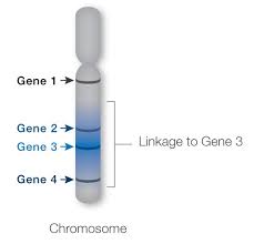genetic linkage
