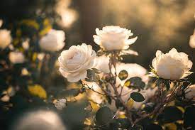White Roses On Natural Blurred