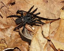 Black Spider Ummidia Bugguide Net