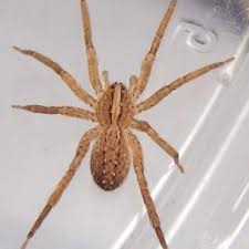 Spiders In Georgia Species Pictures