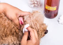 a dog ear infection using home remes