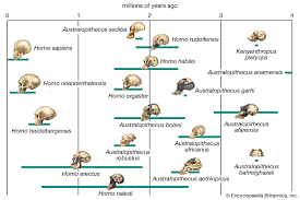 Human Evolution Stages Timeline Britannica