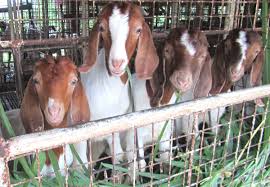 Guide For Goat Farming In India Sheep Farm