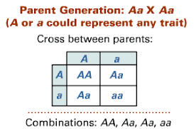 This square was designed and created by reginald punnett, who is shown in the image below. Punnett Squares And Pedigrees Genetics