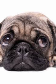 It's going to be fun they said. Cute Pug Puppy Dog Isolated On White Background Pugs Dogs And Puppies Dogs