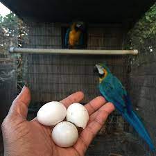 macaws parrot eggs available