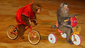 Con khỉ 🐒 Chú khỉ con | Nhạc thiếu nhi sôi động vui nhộn | Con gì đây