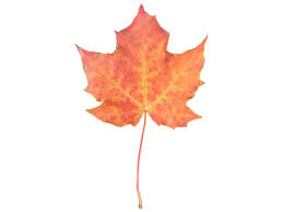 Image result for maple leaves