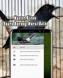 2 474 gambar gambar gratis dari burung merpati. Kicau Murai Batu Offline 1 0 0 Download Android Apk Aptoide