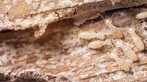 signs of termites in the walls forbes