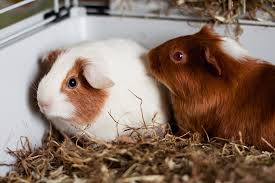 house rabbits and guinea pigs