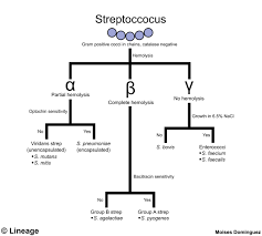 Introduction To Streptococcus Microbiology Medbullets Step 1