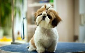 hd wallpaper dog puppy cute fluffy
