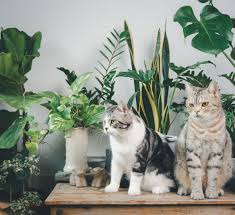 keep cats away from plants 5 key takeaways
