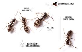 Keep ants out of your house. Odorous House Ants Control Get Rid Of Odorous Ants