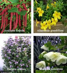 Horticulture Landscaping Types Of
