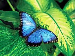 Image result for butterfly