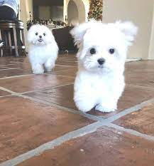 Their hair grows about 8 inches long or almost touching the ground. Pomeranian For Sale Maltese For Sale