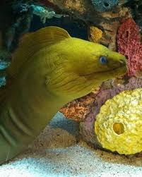 Any of numerous often brightly colored marine eels of the family muraenidae, having a large mouth with sharp teeth. Did You Know Green Moray Eels Are Actually Blue They Have Blue Skin That Is Covered In A Yellow Mucus T Moray Eel Ripley Aquarium Ripleys Aquarium Gatlinburg