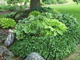 Design Ideas For Hosta Gardens